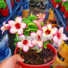 Hạt giống hoa sứ Thái Lan màu trắng viền hồng cánh hoa to - Bịch 10 hạt – Mã số 1247