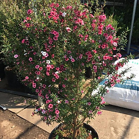 Mua Cây hoa tùng tuyết mai -cây lớn đang hoa