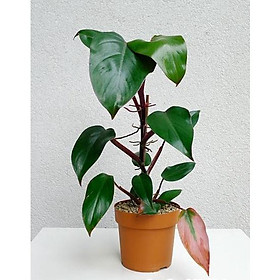 CÂY SAPHIA  chậu 1 thân - cây nội thất phong thủy