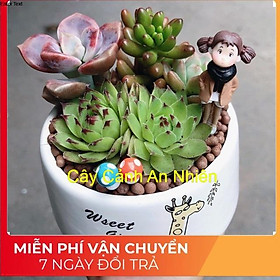 Mua Chậu sen đá tiểu cảnh