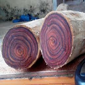 Mua CÂY GIỐNG GỖ XƯA ĐỎ (giá trị kinh tế cao)