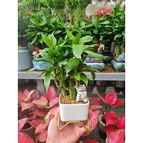 Mua Chậu cây trúc phát lộc (tiểu cảnh mèo thần tài)