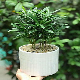 Chậu Cây Vạn Niên Tùng Mini