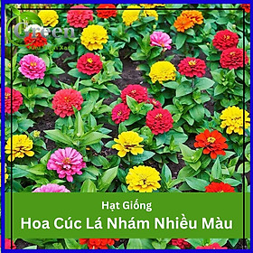 Hạt Giống Hoa Cúc Lá Nhám (Cúc Zinnia) Nhiều Màu