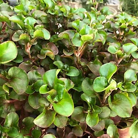 Mua Cây xà lách xoong Nhật  Cây xà lách xoong Nhật- BẦU CÂY GIỐNG 