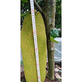 Cây Giống Mít trái dài Malaysia[ Siêu Sớm ] [GHN EXPRESS]
