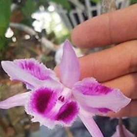 Mua Hoa phong lan phi điệp - 6 mắt thái  bình( cây cao 15cm )+ 700g phân thỏ hữu cơ