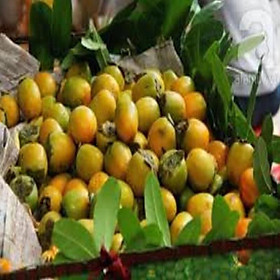 Mua Cây giống hồng giòn. Cây giống chuẩn F1 cho năng suất cao