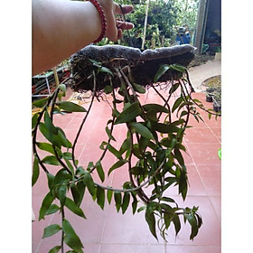 Hoa Phong Lan Giả Hạc Pháp Giò Thuần Hoa Tết