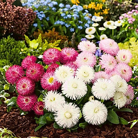 Hạt giống hoa cúc Daisy - cúc Bellis VTP71
