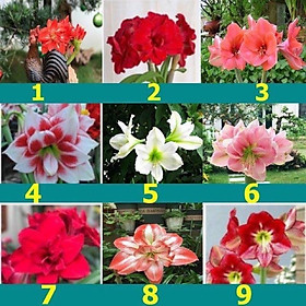 CỦ HUỆ LAN CÁNH KÉP CỦ ĐEP