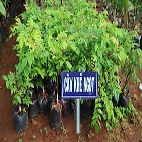 CÂY GIỐNG KHẾ NGỌT SIÊU QUẢ