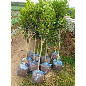Mua CÂY HOA NGUYỆT QUẾ THOÁT THÂN