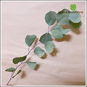 Mua Cành lá Tai Voi khô ️️ Lá khô trang trí để bàn  kệ sách  decor vintage