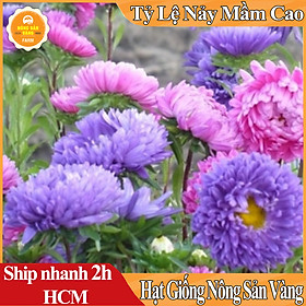 Mua Hạt Giống Hoa Cúc Đài Loan Lùn Mix Màu  Hoa Siêu Đẹp  Dành Cho Người Yêu Hoa (100 Hạt) - Nông Sản Vàng