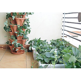 Mua Combo 10 Cây Giống Dâu Tây