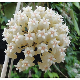 Chậu lan CẨM CÙ, nhập khẩu, mặt hoa đẹp như ảnh ms5