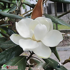 Cây sen đất  - cây to