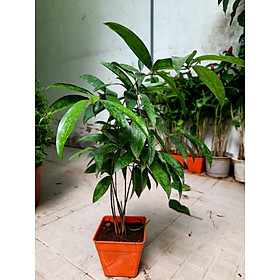 Mua Cây trúc nhật