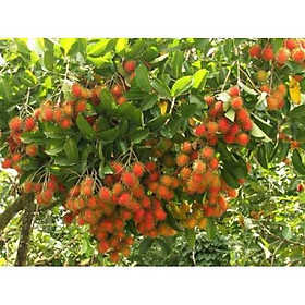 Mua cây giống chôm chôm thái