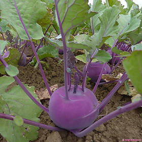 Mua Hạt Giống Củ Su Hào Tím