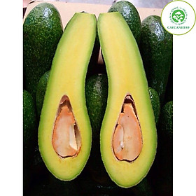 Cây bơ sáp 034 siêu quả
