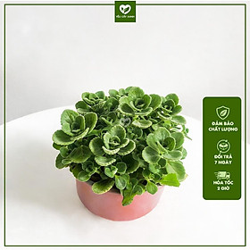 Mua Cây Nhất Mạt Hương - Cây Sen Thơm cây có lá toả hương thơm  ngoài ra con giúp đuổi muỗi