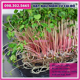 3 gói Hạt rau mầm rau củ cải đỏ - gói 50g - hạt chất lượng tốt, nảy mầm đồng đều