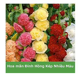 Mua Hạt Giống Hoa Mãn Đình Hồng Kép Nhiều Màu 20 hạt