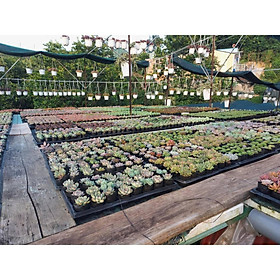 1 Cây Sen Đá Ngẫu Nhiên 15 loại không trùng