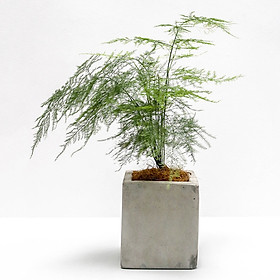 Cây Thủy Tùng