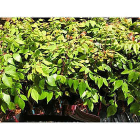 Mua CÂY KHẾ CHUA - CÂY GIỐNG CHUẨN F1 - SIÊU QUẢ  CAM KẾT GIỐNG CHUẨN