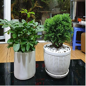 Combo 2 cây Ngũ Gia Bì, Tùng Bồng Lai