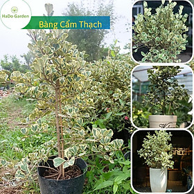 Mua Bàng Cẩm Thạch lá tím cây quanh năm tươi tốt cây mang tới tài lộc phú quý giàu sang