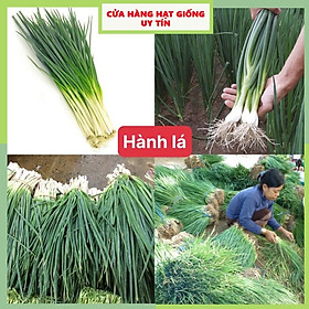 Mua Hạt giống rau hành lá dễ trồng kháng bệnh tốt năng suất cao gói 1000 hạt nhà cửa và đời sống cửa hàng hạt giống uy tín