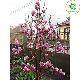 Cây hoa mộc lan đang nụ và hoa cao 50-60cm