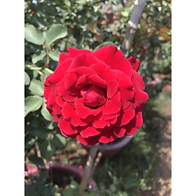 Hoa hồng cổ Hải Phòng- bầu lớn nguyên bản
