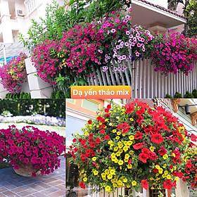 Mua Gói 1000 hạt giống hoa dạ yến thảo rủ petunia mix nhiều màu sắc siêu dễ trồng dễ chăm sóc cửa hàng hạt giống uy tín