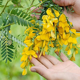 Mua Hạt Giống Bông Điên Điển