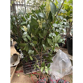 Cây giống cây thanh trà ngọt thái lan-cây to đang hoa sắp quả