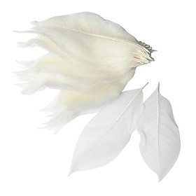 100 Pieces Natural Magnolia Skeleton Leaf Leaves Scrapbooking