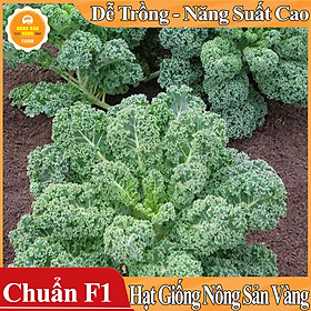 Hạt giống Cải Xoăn Kale ( Gói 5 Gram ) - Nông Sản Vàng