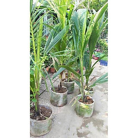 Mua Dừa xiêm cây choai nhanh cho quả
