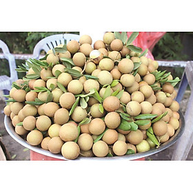 Mua Cây giống Nhãn Xuồng Cơm Vàng.   Giống phát triển cho năng suất cao  