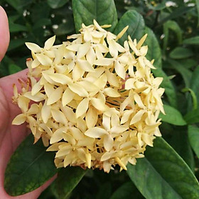 Mua Cây mẫu đơn thái