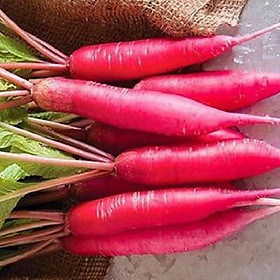 Combo 2 gói Hạt Giống Củ Cải Đỏ Dài-gói 5gram/tặng kèm gói phân bón lót