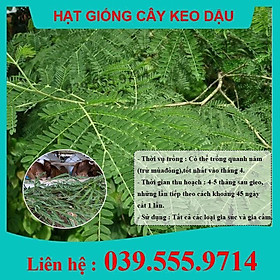 HẠT GIỐNG CÂY CHĂN NUÔI KEO DẬU 500gram - Hạt Giống Cỏ Chăn Nuôi - Cỏ Chăn Nuôi Trâu,Bò,Dê...