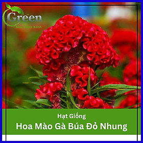 Hạt Giống Hoa Mào Gà Búa Đỏ Nhung