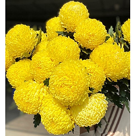 Thuốc Bột Nhuộm Hoa Tươi nhập khẩu Israel (1 hủ pha chuẩn 12L - 15L nước nhuộm màu hoa) an toàn và chuyện nghiệp thuộc công nghệ Israel với hơn 20 màu lựa chọn