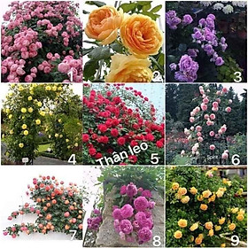 Mua GỐC HOA HỒNG LEO PHÁP DÂY LEO ĐỦ MÀU